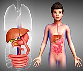 Gastric bypass in a child,illustration