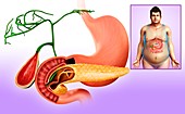 Human stomach and pancreas,illustration