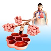 Human alveoli,illustration