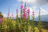 Wildflowers in Switzerland