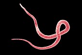 Roundworm,illustration