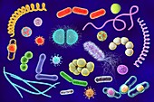 Microbes,illustration