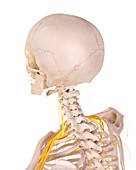 Human neck nerves