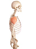 Human shoulder muscle
