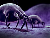 Dust mites