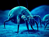 Dust mite