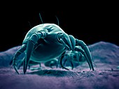 Dust mite