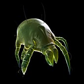 Dust mite