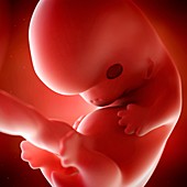 Human fetus age 8 weeks