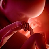 Human fetus age 18 weeks