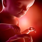 Human fetus age 4 weeks