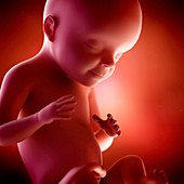 Human fetus age 24 weeks