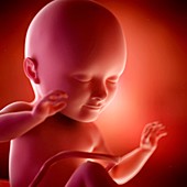 Human fetus age 30 weeks