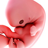 Human fetus age 7 weeks