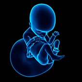 Human fetus age 18 weeks