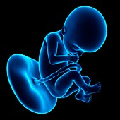 Human fetus age 22 weeks