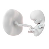 Human fetus age 9 weeks