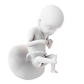 Human fetus age 21 weeks