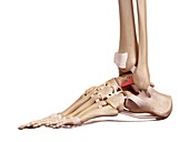 Human foot ligaments