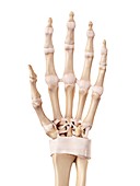 Human hand ligaments