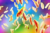 Brucella bacteria,illustration