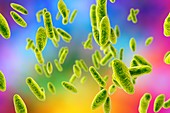 Brucella bacteria,illustration