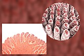 Intestinal villi,illustration