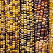 Flint corn