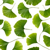 Maidenhair leaves