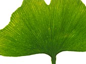 Maidenhair leaf