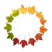 Autumn leaves in a circle