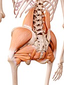 Human hip muscles