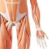 Human abdominal and leg muscles