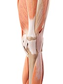 Human knee muscles