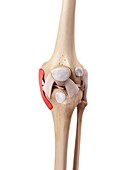 Human knee anatomy