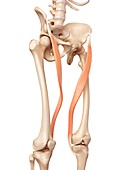 Human muscles of leg
