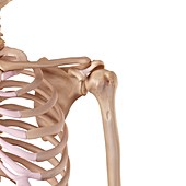 Human shoulder ligaments