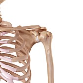 Human shoulder ligaments