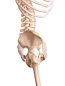 Human hip ligaments