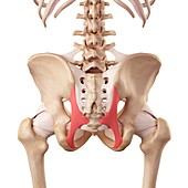 Human hip ligaments