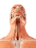 Human muscles of face and throat