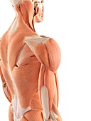Human shoulder muscles