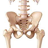 Human hip anatomy