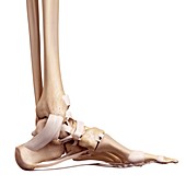 Human foot ligaments