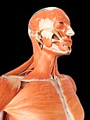 Human muscles of head and neck