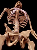 Human skeletal structure