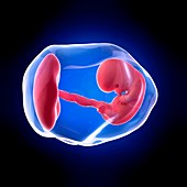 Human embryo age 8 weeks