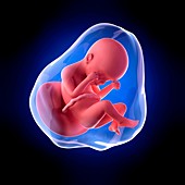Human fetus age 24 weeks
