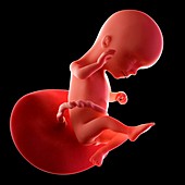 Human fetus age 16 weeks