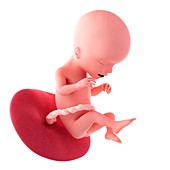 Human fetus age 17 weeks
